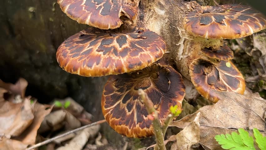 Polypore mushrooms growing on a tree trunk in the forest. Brown and orange bracket fungi with dark patterns. Close up shot of wild mushrooms on old wood. Natural woodland environment with colorful tinder fungus.
