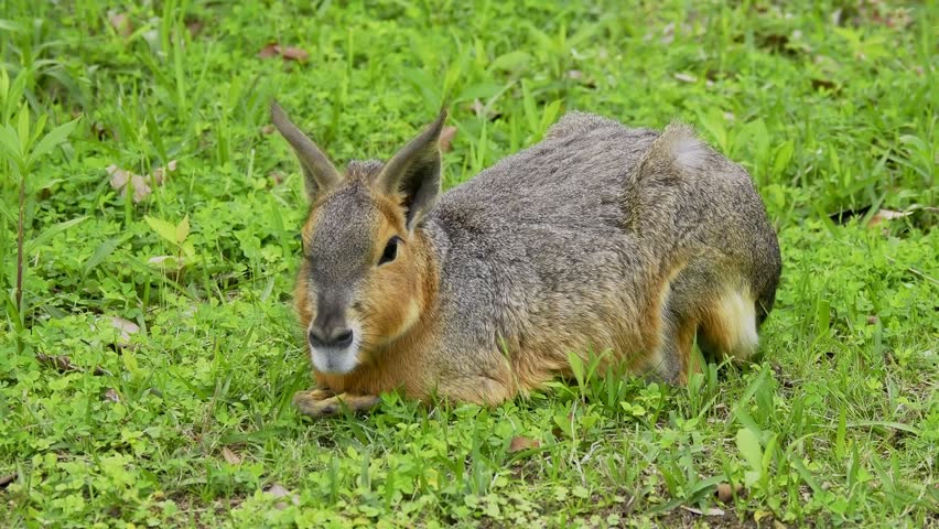 Patagonian mara resting on grass