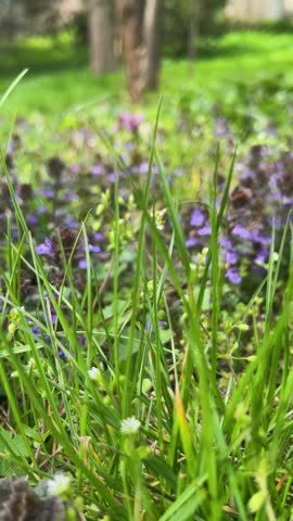 Purple flowers of glechoma hederacea bloom in a sunny garden. Small blossoms of ground ivy grow among green leaves. Blooming creeping charlie covers the ground in spring nature. Vertical video of wild purple flowers.