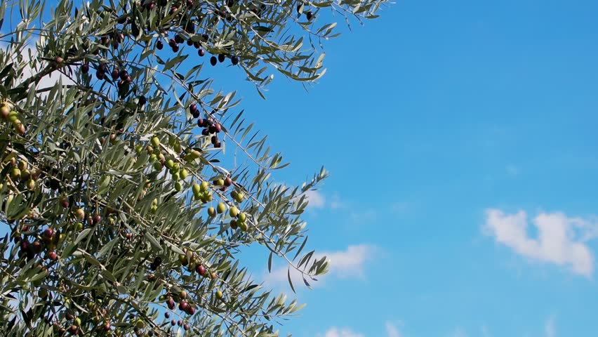 Olive tree branches with fruits against blue sky