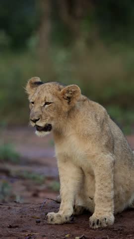  Vertical Video, a young lion cub with a round belly