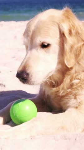 Old retired man playing with dog on the beach