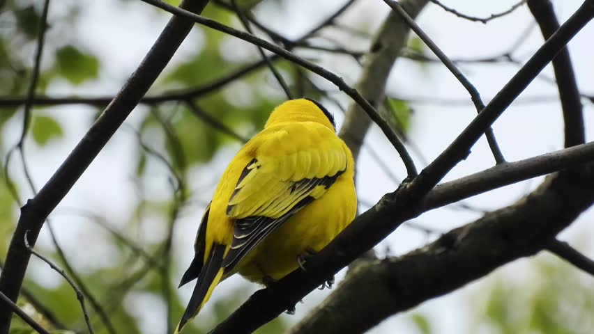 Vibrant yellow black-naped oriole bird perched on a dark tree branch surrounded by green foliage against a bright natural sky background.