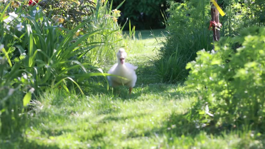 Small beautiful ducklings or goslings in the park, cute fluffy yellow animal birds
