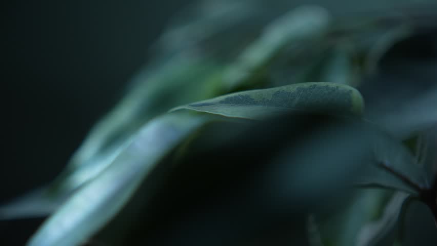 Green leaves with soft focus transition and cinematic dark background