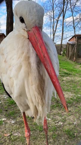 Curious white stork standing in enclosure