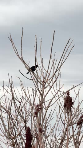 Black bird sitting on a tree branch in spring. A red-winged blackbird in a wooded area.