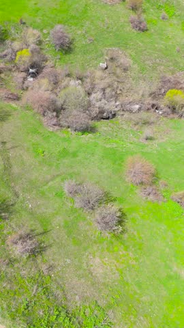 Spring Green Valley and Snowy Mountains Landscape 