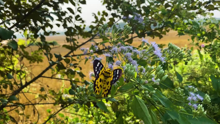 False tiger moth perched on Siam weed bush, swaying in gentle breeze near meadow.