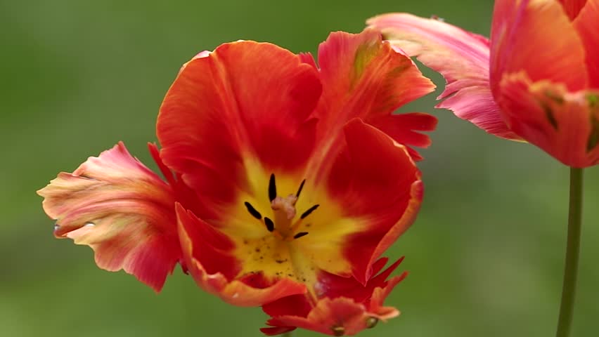 Very close-up shot of orange-red tulip flower corollas against a blurry green background.