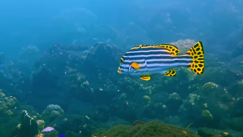 A close-up of an oriental sweetlips fish with blue and white horizontal stripes and a yellow spotted tail swims above a coral reef. Its distinctive pattern and orange lips are clearly visible.