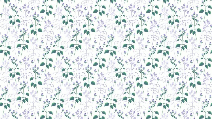Video of seamless floral pattern with purple wild plants and green leaves and their silhouettes  on white background. Could be used as wallpaper or background for any content, loops continuously. 