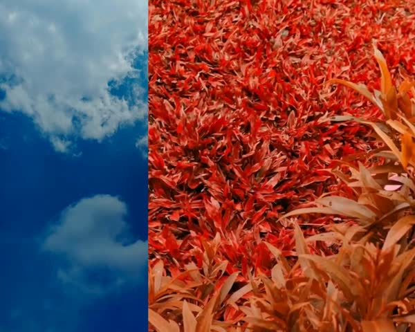 Surreal vertical composition featuring a metallic golden flower and golden eggs emerging from a vibrant red leaf garden. The left side features a clear blue sky with fluffy white clouds, providing a perfect copy space for text. High-end conceptual visual for luxury, growth, and wealth themes.