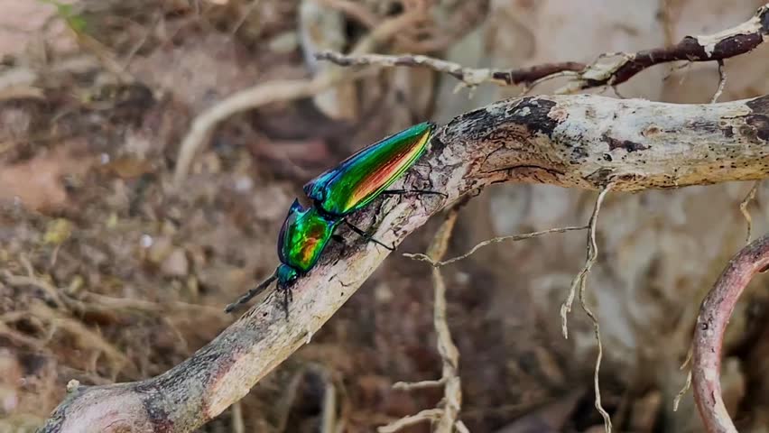 Macro video of a metallic green tropical click beetle (Campsosternus auratus) crawling down a tree root. Upon reaching the edge, the insect reverses direction and returns along the root surface.