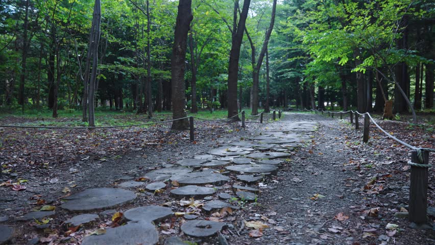 Sapporo City Park Through Japanese Water Oak Trees, Peaceful Morning in Hokkaido