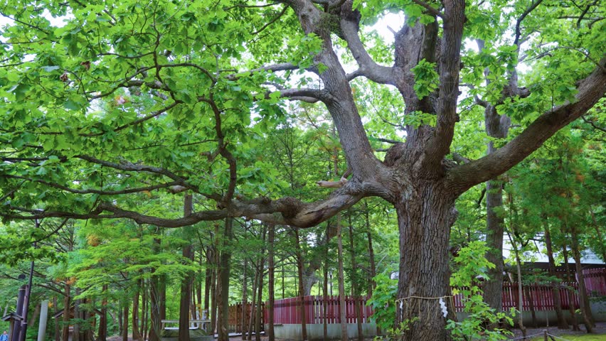 Japanese Water Oak (Mizunara) with Sacred Rope (Shimenawa) in Sapporo Park