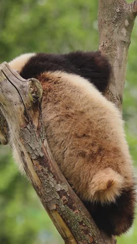 Giant sleeping in the zoo,China