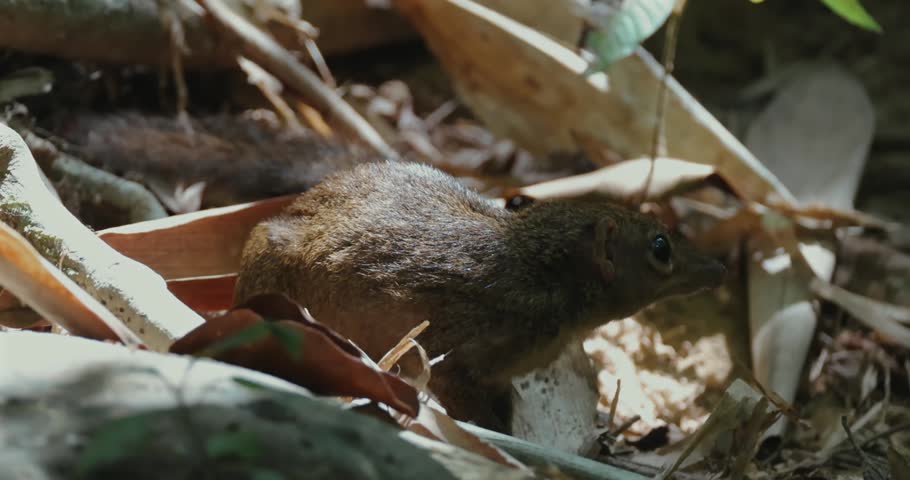 Northern treeshrew (Tupaia belangeri) foraging on tropical rainforest floor among dry leaves and branches during the day. Close-up side view of small mammal in natural habitat.
