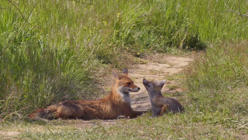 A red fox family plays near their burrow.