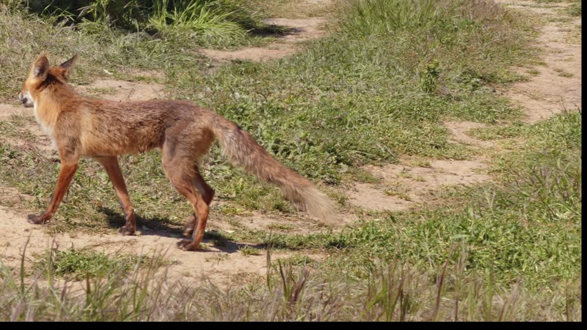 A red fox family plays near their burrow.