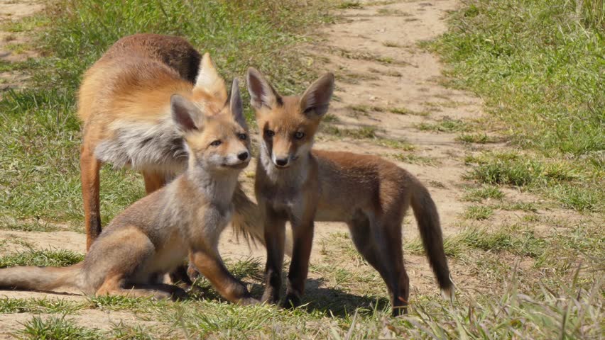 A red fox family plays near their burrow.