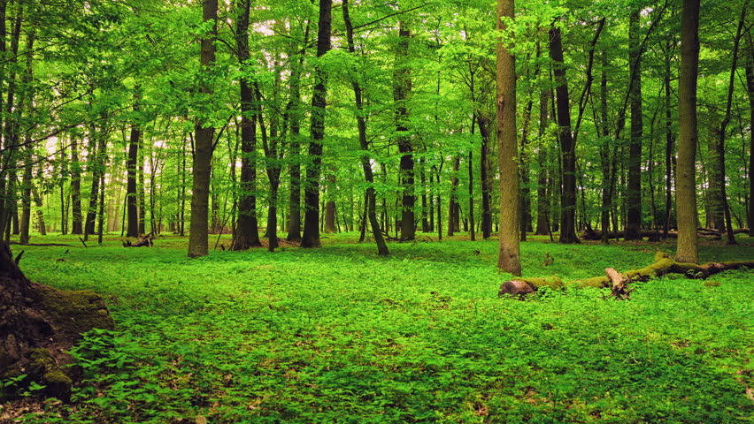 Smooth cinematic flight through lush green spring forest covered with blooming wild garlic flowers. Fresh vibrant vegetation, natural woodland atmosphere and seasonal renewal in European forest.