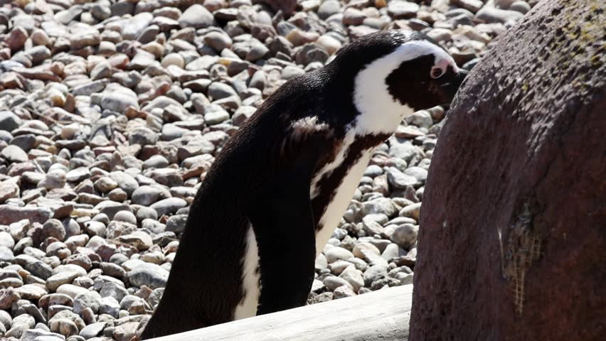 African penguin gradually reveals itself from behind a rock, showcasing its black and white feathers amidst a pebbly ground and bright sunlight
