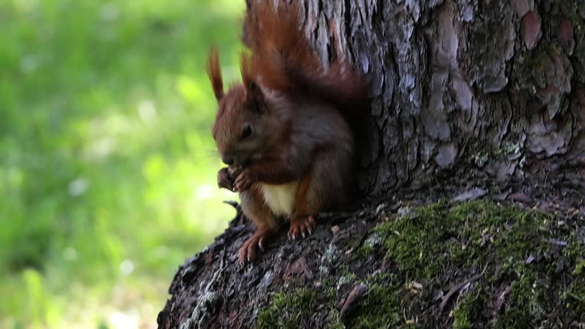 A small red squirrel with a bushy tail is perched on a textured tree bark, holding a nut in its paws and eating it with focus