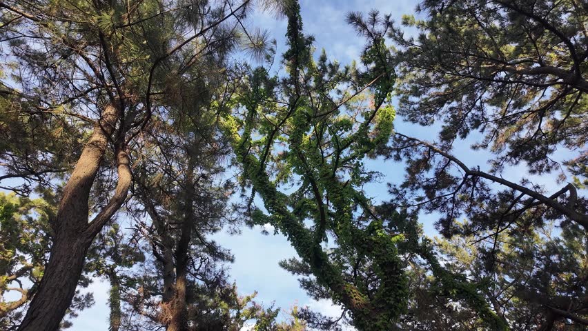 Upward view of tall forest trees swaying gently in the wind beneath a bright blue sky in a peaceful natural setting.