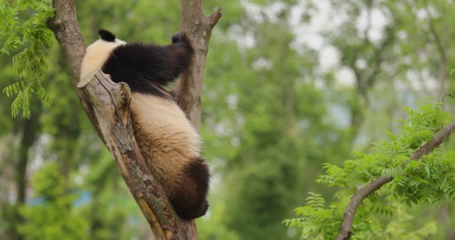 Giant sleeping in the zoo,China