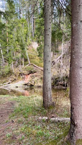 Walk in a real wild forest in spring. The clear water of the spring flows by the rock. Fir trees and moss grow on the red sandy rock. National prk of Latvia. Cesis, Zagarkalns. 