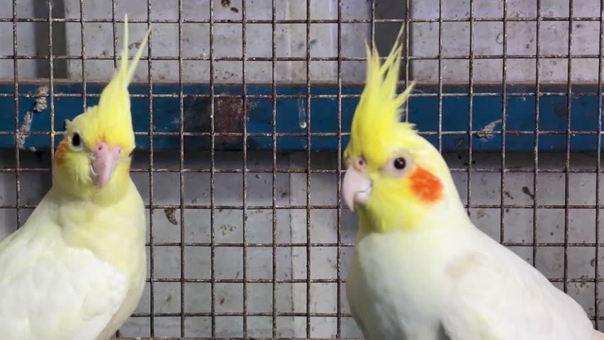 Two cockatiel parrots with bright yellow crests and orange cheeks, lovely pet birds footage.
