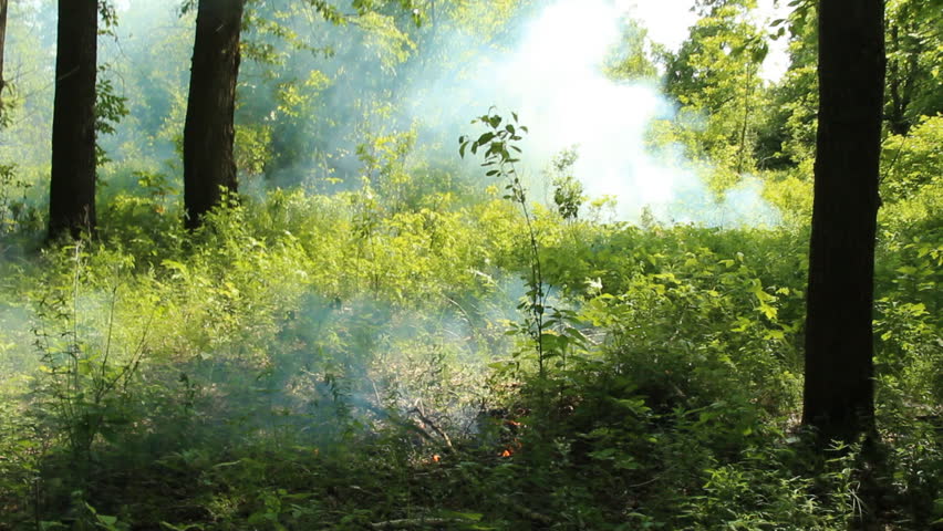 forest fire 