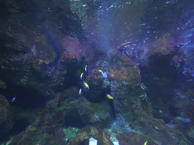 Ankara, Turkey. Aquarium. Aqua Vega Center. Fish, snake, Cobra, spider, zoo