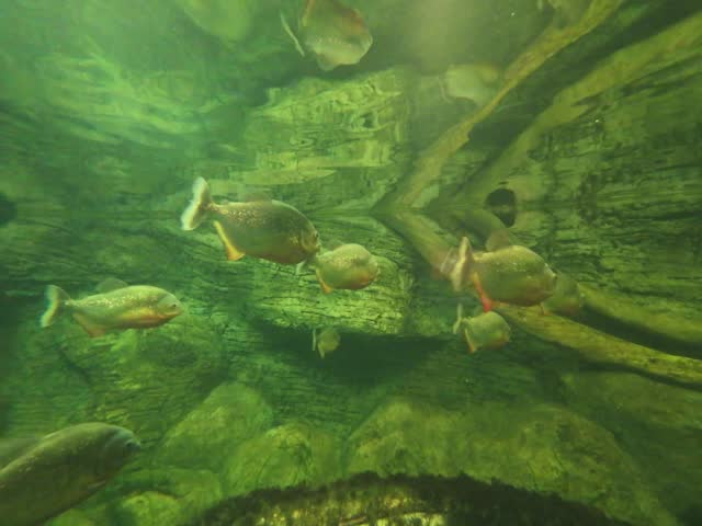 Ankara, Turkey. Aquarium. Aqua Vega Center. Fish, snake, Cobra, spider, zoo. fish feed, feeding