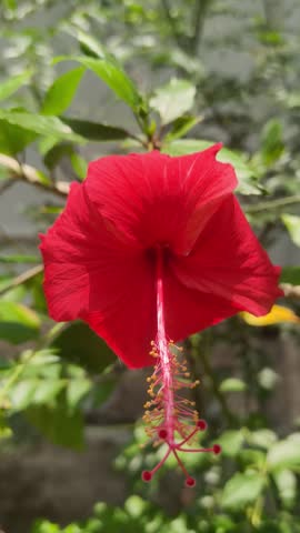 Vibrant Red Hibiscus Flower: Detailed Macro of Garden Bloom