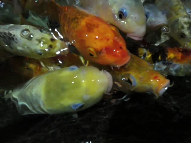 Ankara, Turkey. Aquarium. Aqua Vega Center. Fish, snake, Cobra, spider, zoo