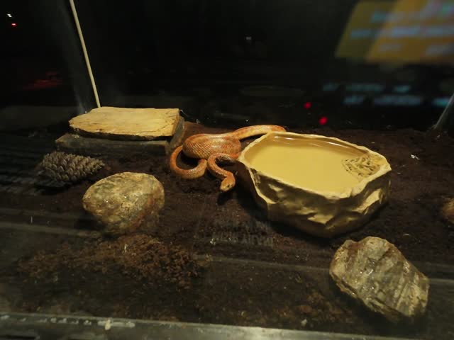 Ankara, Turkey. Aquarium. Aqua Vega Center. Fish, snake, Cobra, spider, zoo. fish feed, feeding