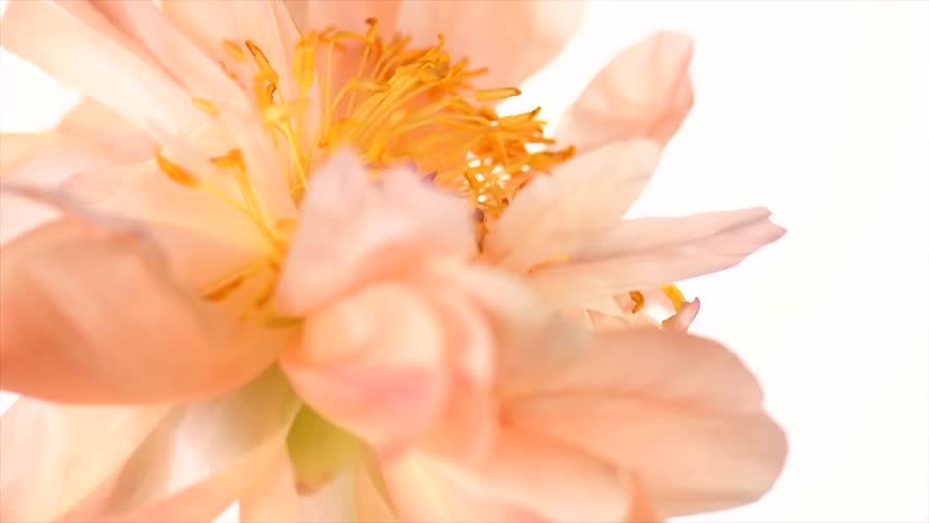 Peony isolated on white background. One flower Coral Charm peony elegant border design. Beautiful blooming one pastel color peony flower head, bud, close up, macro shot of petals and stamens, rotating