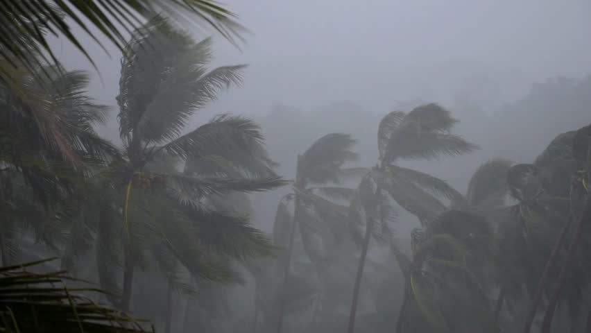 Extreme weather conditions with powerful winds and torrential rain lashing through a tropical jungle, bending palm trees during a dangerous hurricane and creating a dramatic, chaotic scene