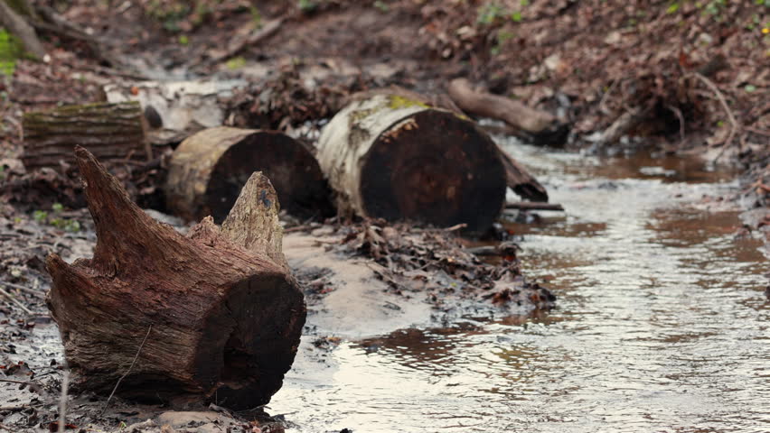 Cut tree logs lying in middle of flowing forest stream