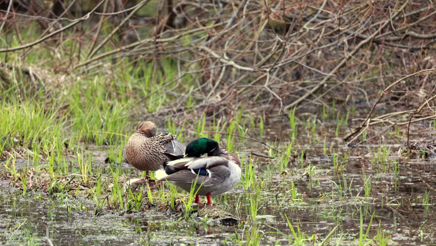 Pair of mallard ducks resting on submerged log in green marsh