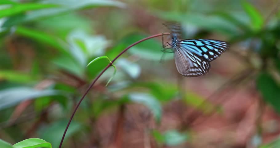 Ceylon blue glassy tiger butterfly (Ideopsis similis) hangs from a thin curved stem in a tropical forest. Macro shot of blue and black patterned wings against blurred green foliage Slow motion.