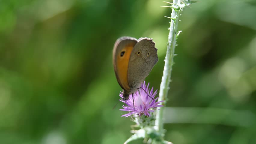 Elegant butterfly staying on a prickly plant with purple flowers