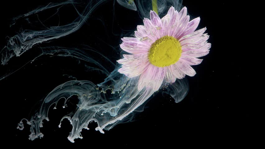 Pink daisy floating with ink trail, underwater director frames graceful floral movement as milky pigments form trailing filaments against black