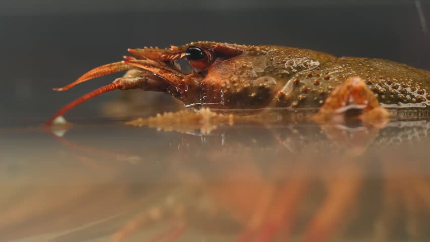 European crayfish Astacus astacus river seafood freshwater crustacean, noble crayfish, or broad-fingered crayfish, traditional food source.