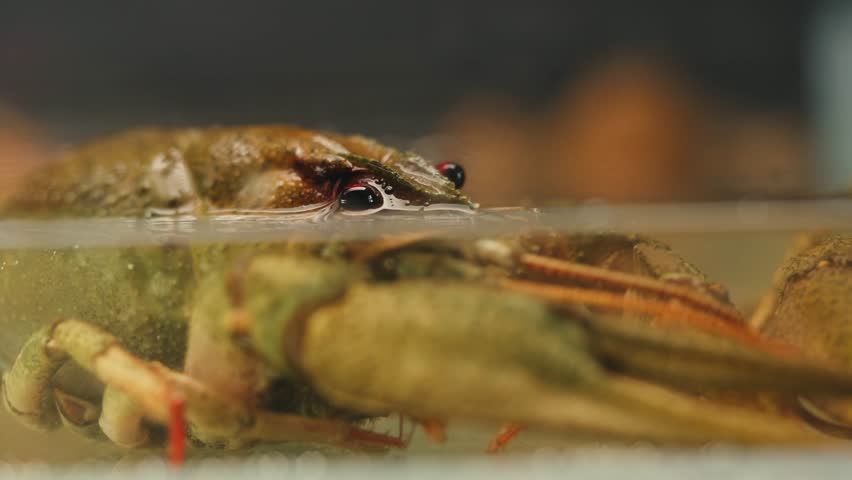 European crayfish Astacus astacus river seafood freshwater crustacean, noble crayfish, or broad-fingered crayfish, traditional food source.