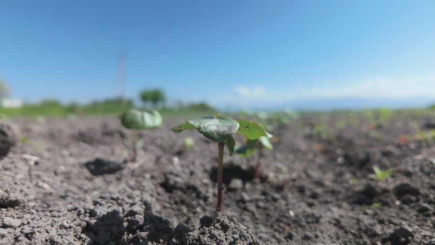 a young cotton plant in a field close-up against a background in defocus, a hand examines a young cotton plant