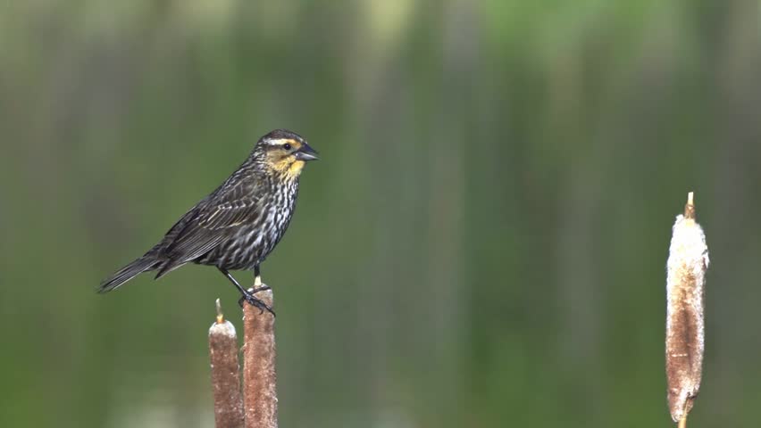 Close view of female red winged blackbird perched on cattail reed in marsh wetland at Point Pelee Canada with soft green background creating calm natural wildlife scene