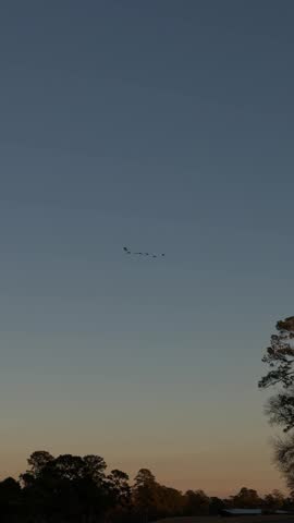 Panning shot of flock of birds flying across treeline at dusk over open parkland and field landscape